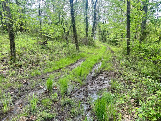 dense regrowth bedding area – Whitetail hunting land in Gallia County near Wayne National Forest, Tract 1